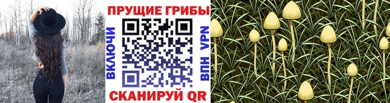 Галлюциногенные грибы Psilocybine cubensis  Рославль 
